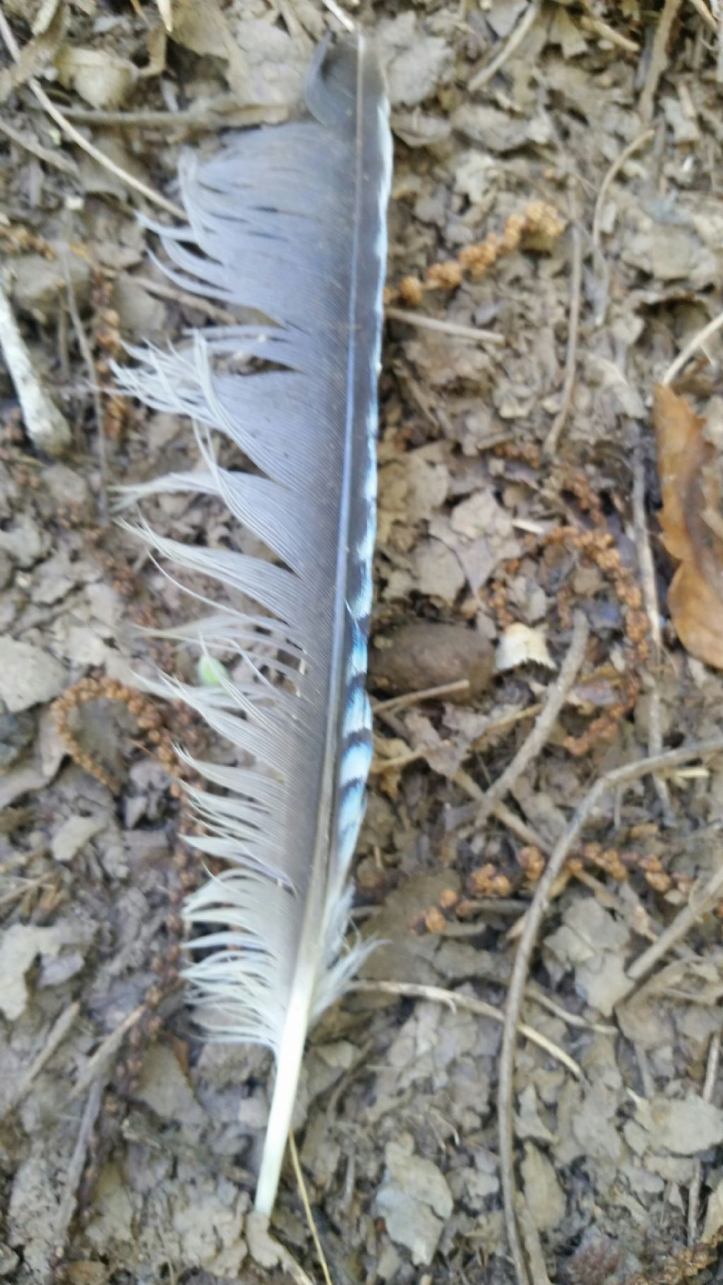 Penna di ghiandaia?  S� !